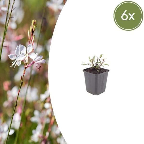 Gaura lindheimeri "Whirling Butterfly" - Skönhetsljus - 9cm kruka - 10-25cm - Set med 6 växter