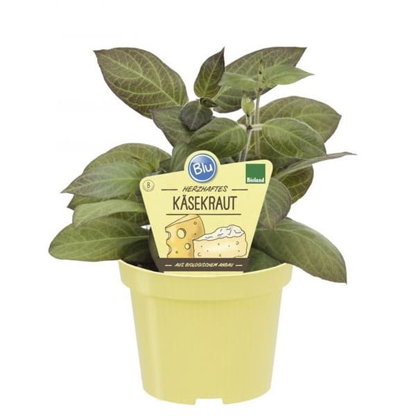 Kvalitets BIO-ostört - Paederia lanuginosa - Aromatisk växt i 12 cm kruka