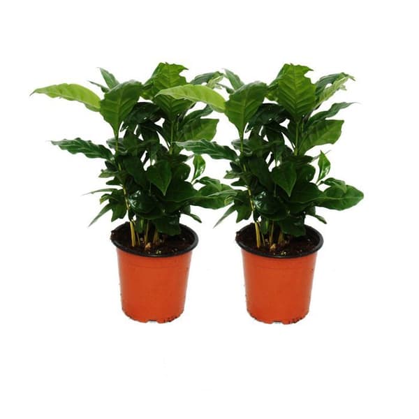 Caféier (Coffea arabica) 2 Växt - Inomhusväxt