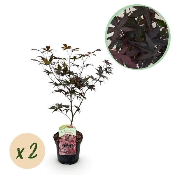 Acer palmatum "Bloodgood" - japansk fläktlönn - lövfällande - 19cm kruka - 70cm - 2-pack - mörkröd