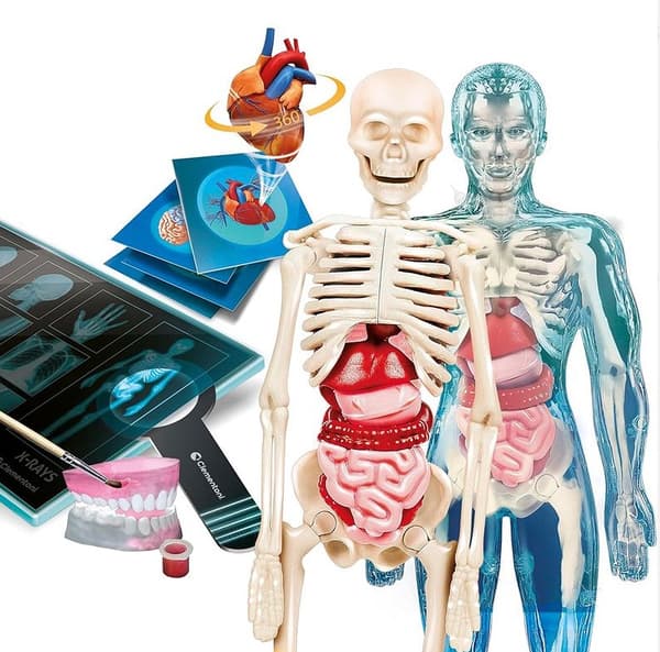 Anatomispil med skeletmodel og AR-app, 8+ år