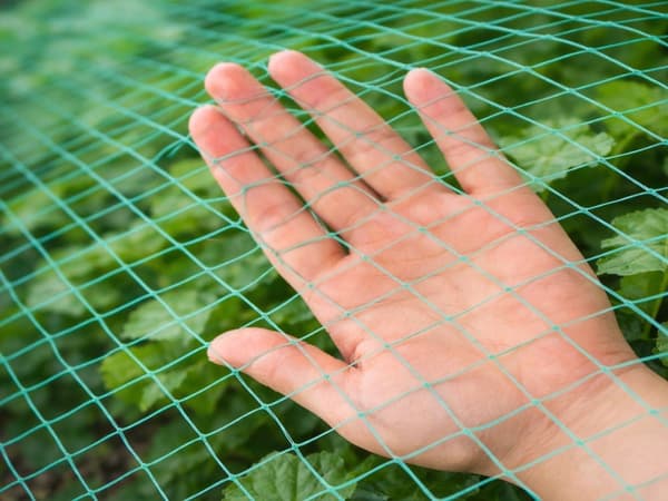Fuglenet til dyrkning grøn plast 2 x 5 m