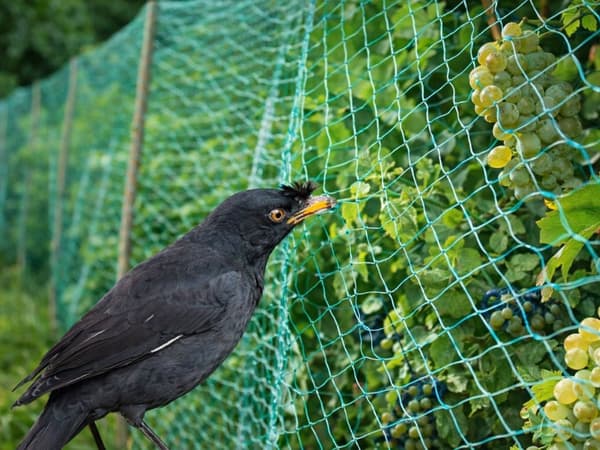 Fuglenet til dyrkning grøn plast 2 x 5 m