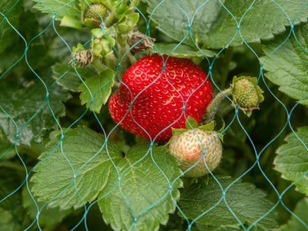 Fuglenet til dyrkning grøn plast 2 x 5 m