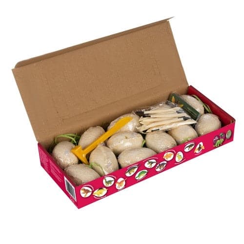 Dinosauriegrävset med ägg, hammare & borste, 12 dinosaurier
