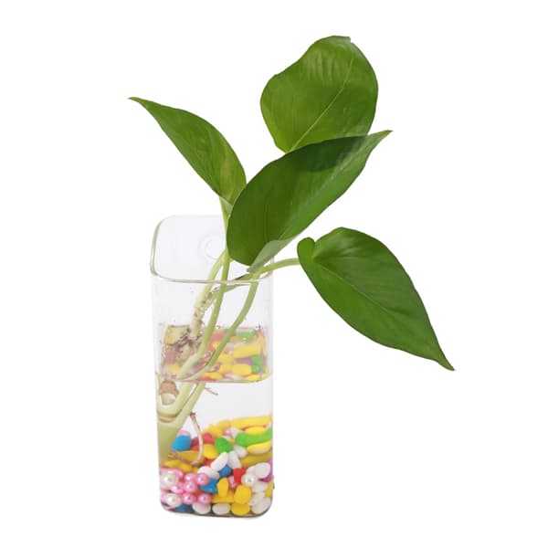 Hängande Glasvas för Växter Vägg Hydroponisk Akvariebehållare Heminredning #5