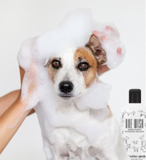 ONE Wish Shampoo til kort og glat pels 250 ml