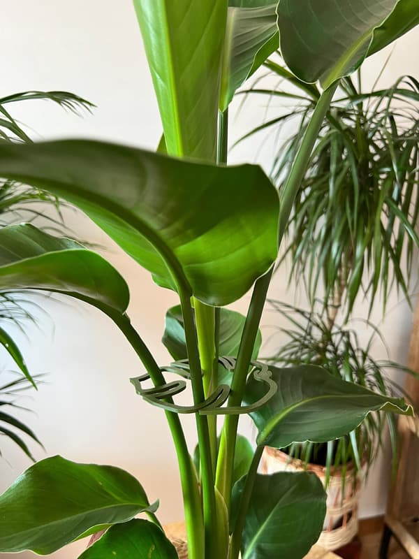 Stöd för växter och blommor MONSTERA STRONG Stödgreppspänne SML 3x