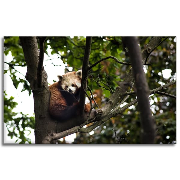 Lærredstryk Dyr Rød Panda 80x50 cm