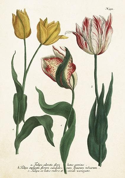 ST449 B6 kort + Tulipaner kuvert