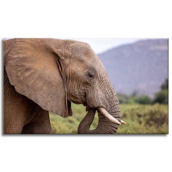 Lærredstryk Dyr Elefant nærbillede 120x70 cm