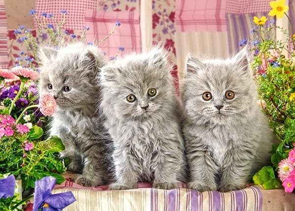 Pussel 260 bitar tre grå kattungar