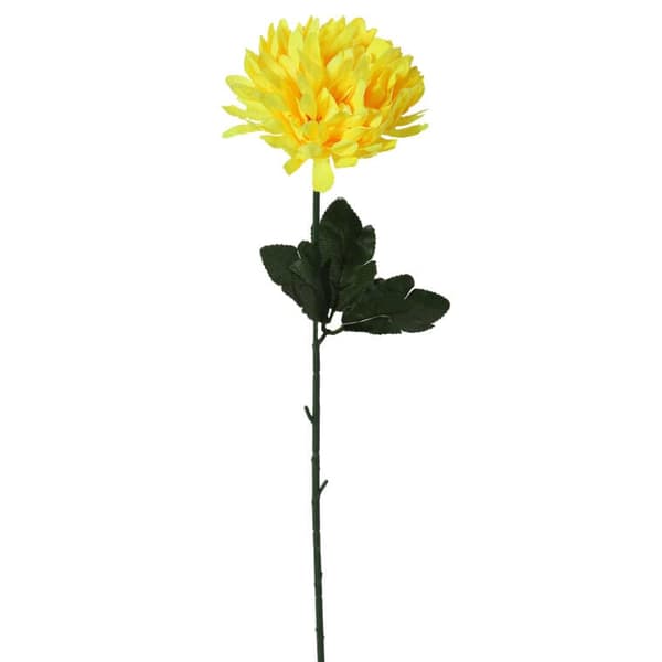 KRYSANTEMUMS ENKELTBLOMST 50 CM GUL