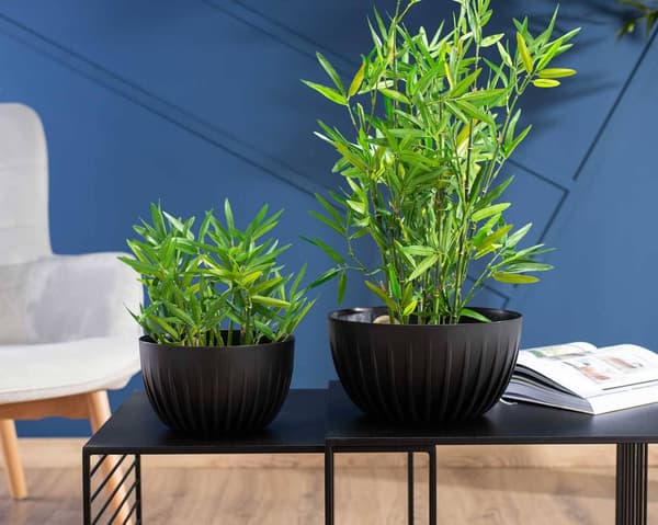 Strippet øko genbrugsblomsterpottesæt