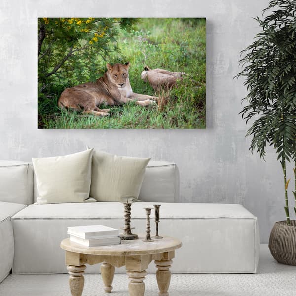 Lærredstryk Dyr Løvinder 40x30 cm