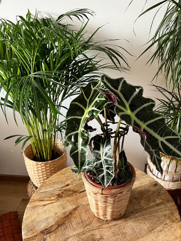 Stöd för växter och blommor MONSTERA STRONG Stödgreppspänne M 15 cm