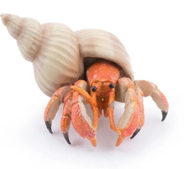 Erakkorapu