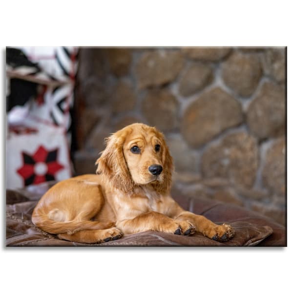 Lærredstryk Dyr Cocker Dog 70x50 cm