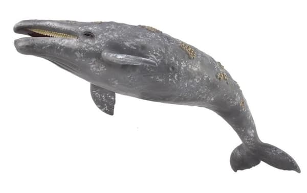 Gråhval