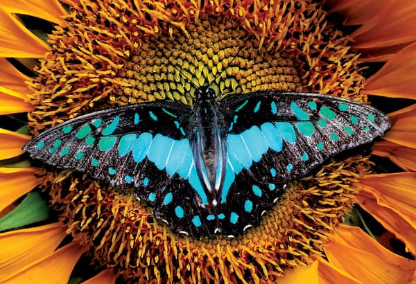 Puzzle 250 Värikäs luonto 2 Perhonen