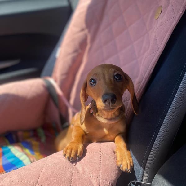 Flaskegrøn hundeautostol