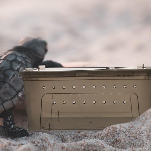 Transparent reptillåda för reptilmatningsautomat