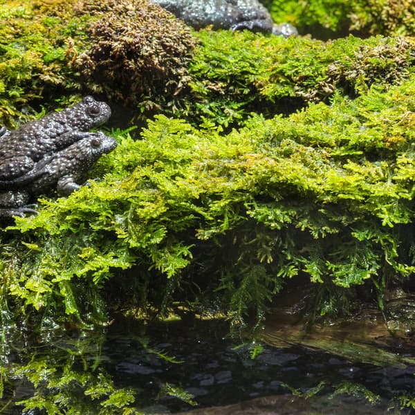 Terrario Shadow Forest Moss - luonnonsammal 35x28cm