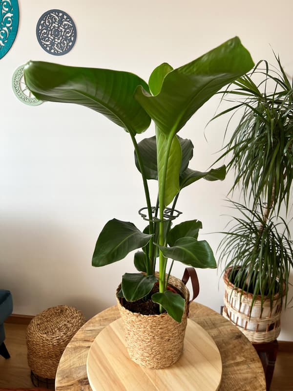 Stöd för växter och blommor MONSTERA STRONG Stödgreppspänne S 10 cm
