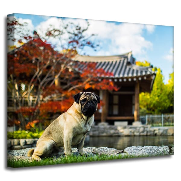 Lærredstryk Dyr Mops Hund 50x40 cm