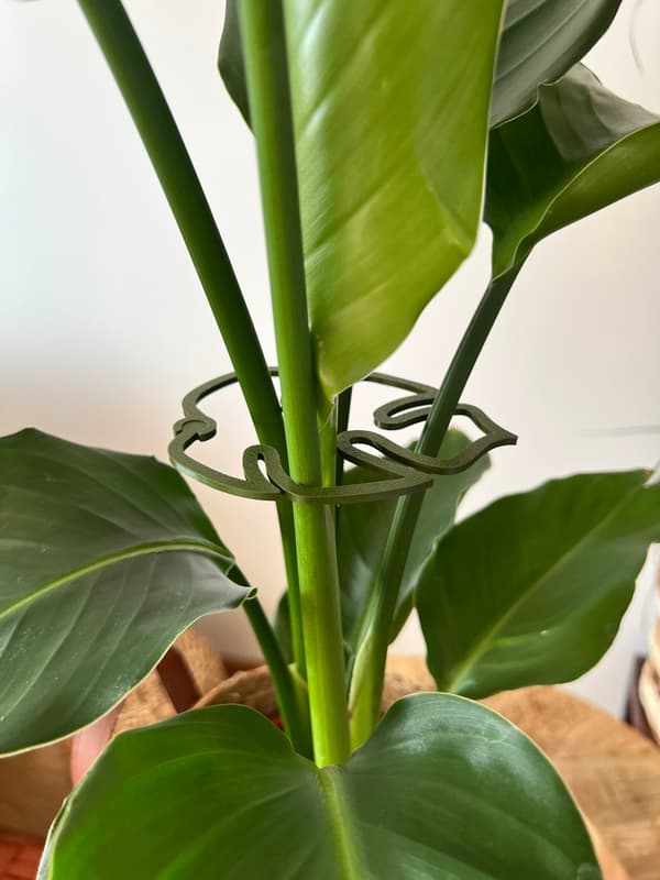 Støtte til planter og blomster MONSTERA STRONG Støttegreb L 21cm 2x