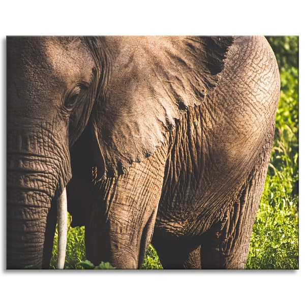 Lærredstryk Dyr Elefant Nærbillede 100x80