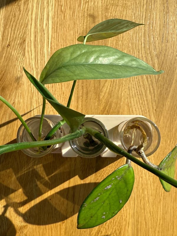Rodningsstation til planteformering, vaseskærestativ, 3 hætteglas