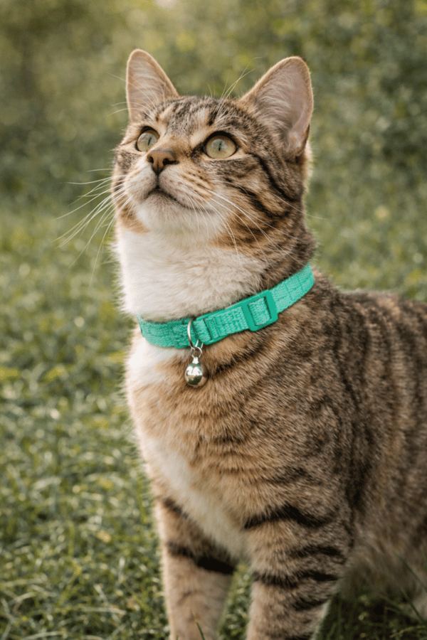 BAMSE-sele + snor til katte og hunde