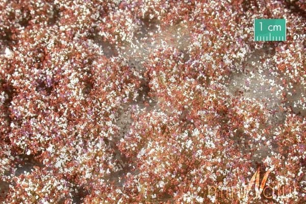 SIL726-24S Tuft Sent Efterårsblomstrende Vegetation