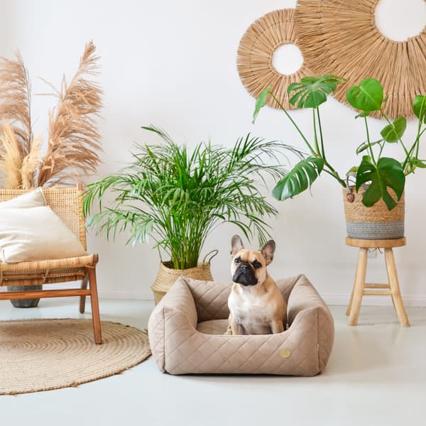 COZY sammetssäng - Storlek M Beige