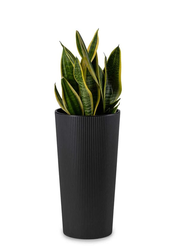Urbanika ECO blomkruka sort h36 cm
