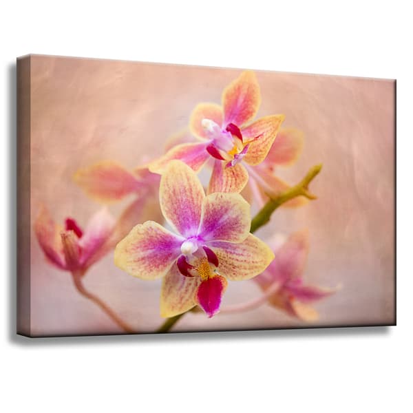 Lærredstryk Botanik Blomst Orkidé 60x40 cm