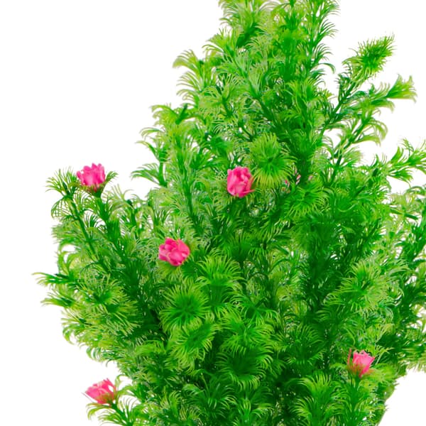 Kruger Meier Plant Rosebud - tekokasvi