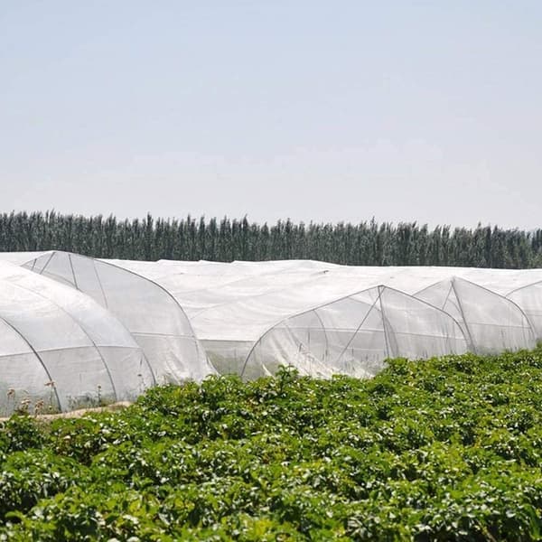 TG67717 INSEKTSKYDDSNÄT FÖR BÄDDSKYDD AV KÅL 3X6M 80mesh