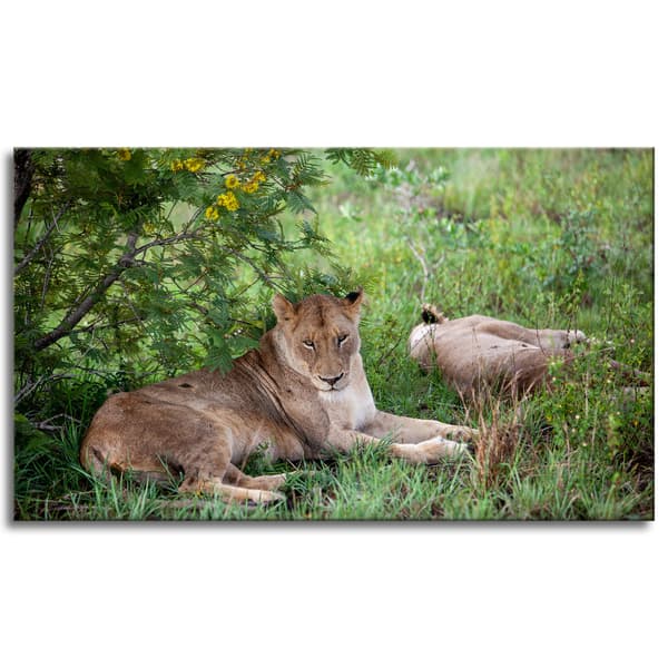 Lærredstryk Dyr Løvinder 120x70 cm