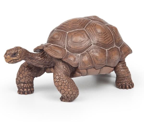 Galapagos-skildpadde