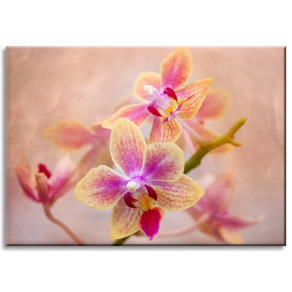 Canvastavla Botanik Blomma Orkidé 70x50 cm