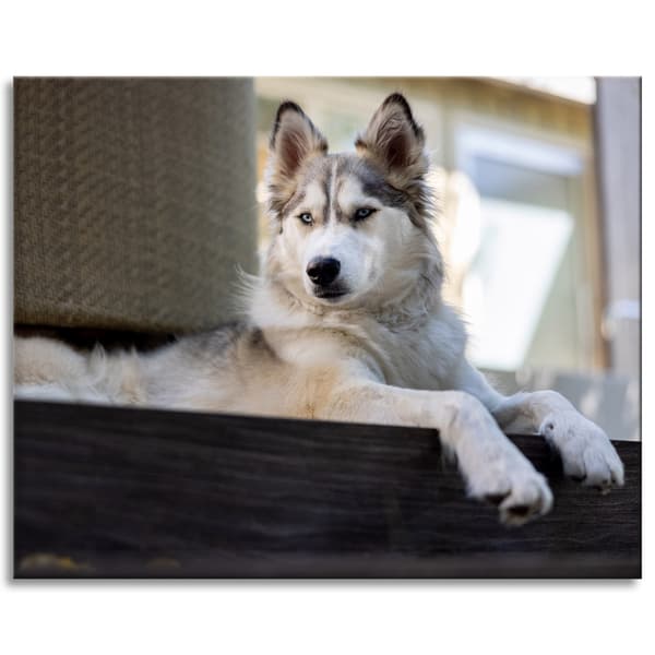 Lærredstryk Dyr Husky Hund 100x80 cm