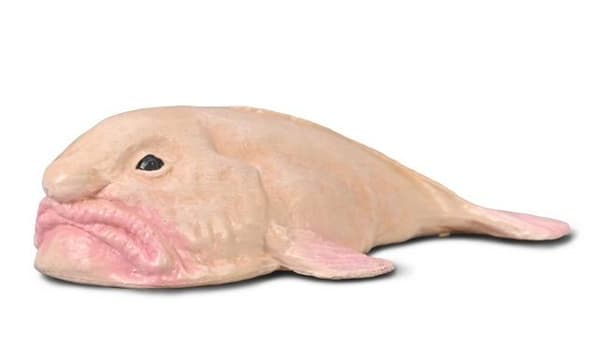 Blodfisk