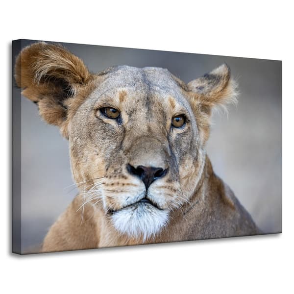 Lærredstryk Dyr Løvinde 90x60 cm