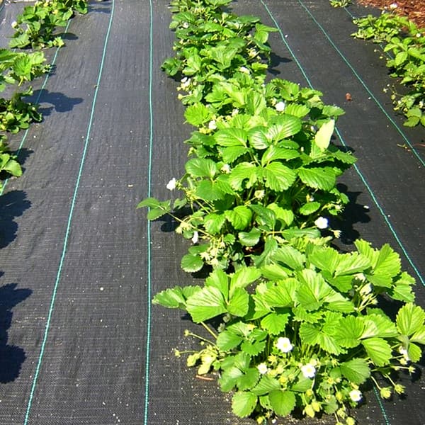 Heckermann Agrotekstilsæt 1,1x50m 90g/m2 Sort + Sorte Pløkker 50 stk.