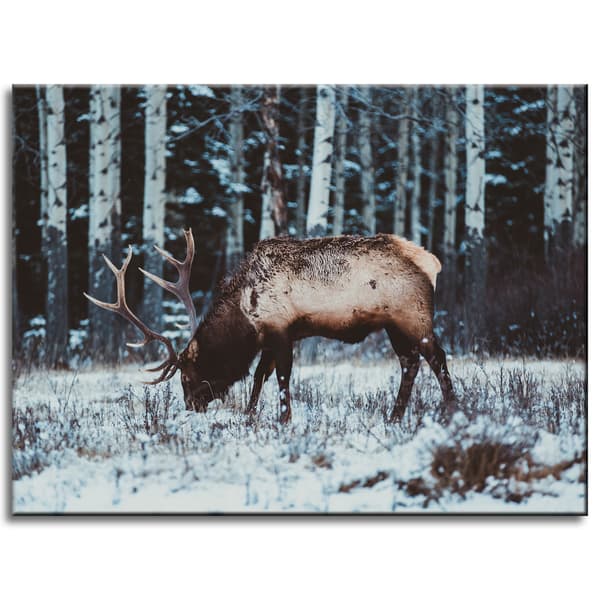 Lærredstryk Dyr Canadisk hjort 40x30