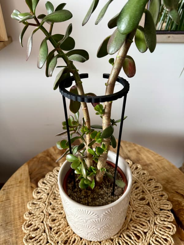 Støttering til blomsterplanter Klemme til støttering SM 60x10cm