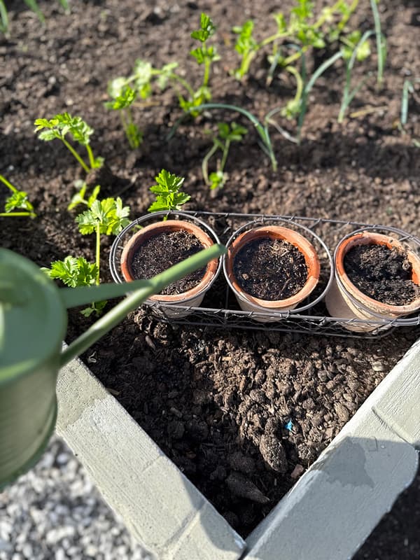 Set med rustika terrakottaplanter