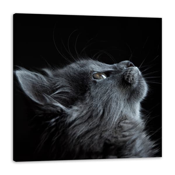 Lærredstryk Dyr Kat 40x40 cm